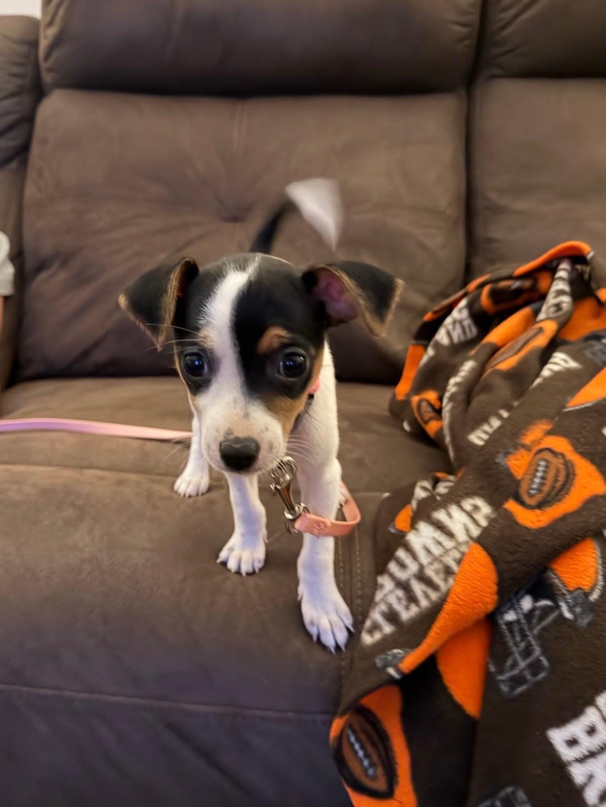Enlarge Trixie, an adopted Rat Terrier in Celina, OH image 5/5