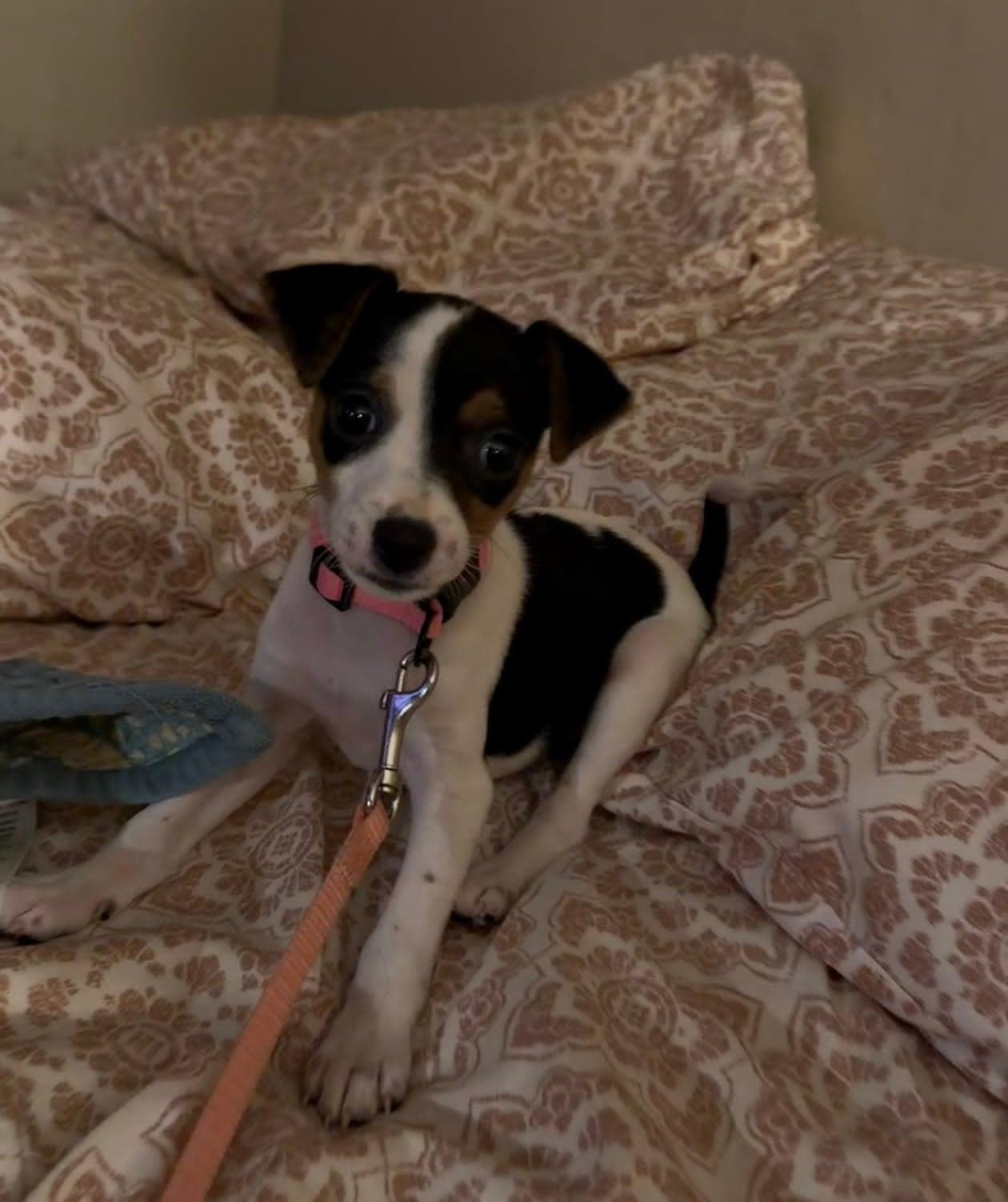 Enlarge Trixie, an adopted Rat Terrier in Celina, OH image 2/5