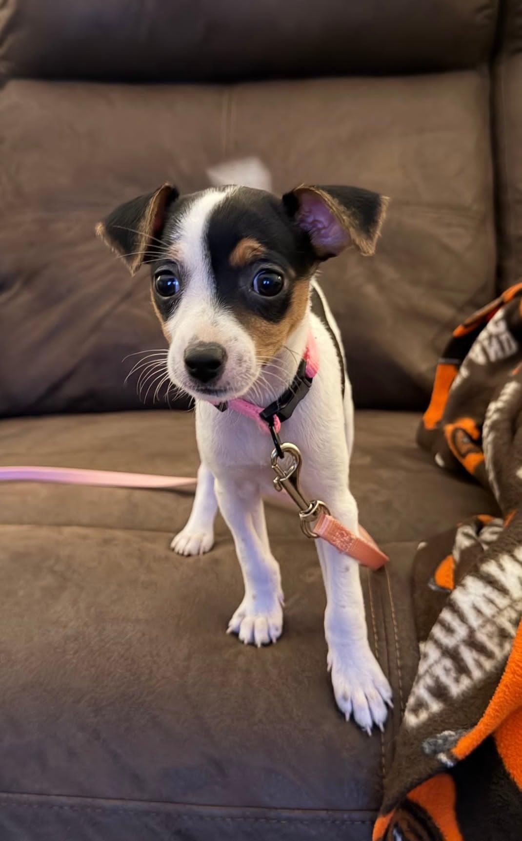 Enlarge Trixie, an adopted Rat Terrier in Celina, OH image 1/5