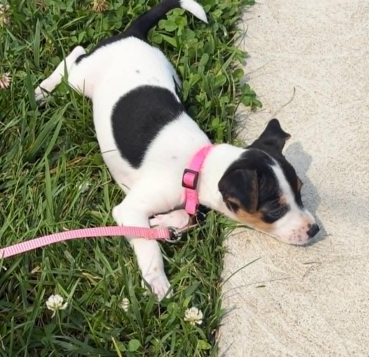 Enlarge Trixie, an adopted Rat Terrier in Celina, OH image 4/5