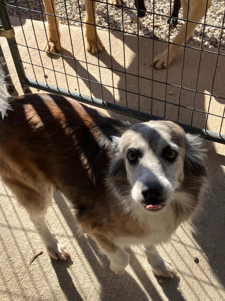 Enlarge Sadee, a Adoptable mixed breed in Batesville, AR image 1/1