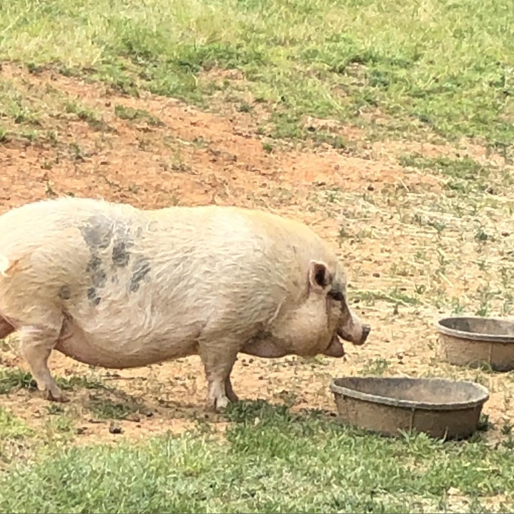 Thelma, Adoptable, Adult Female Pig.