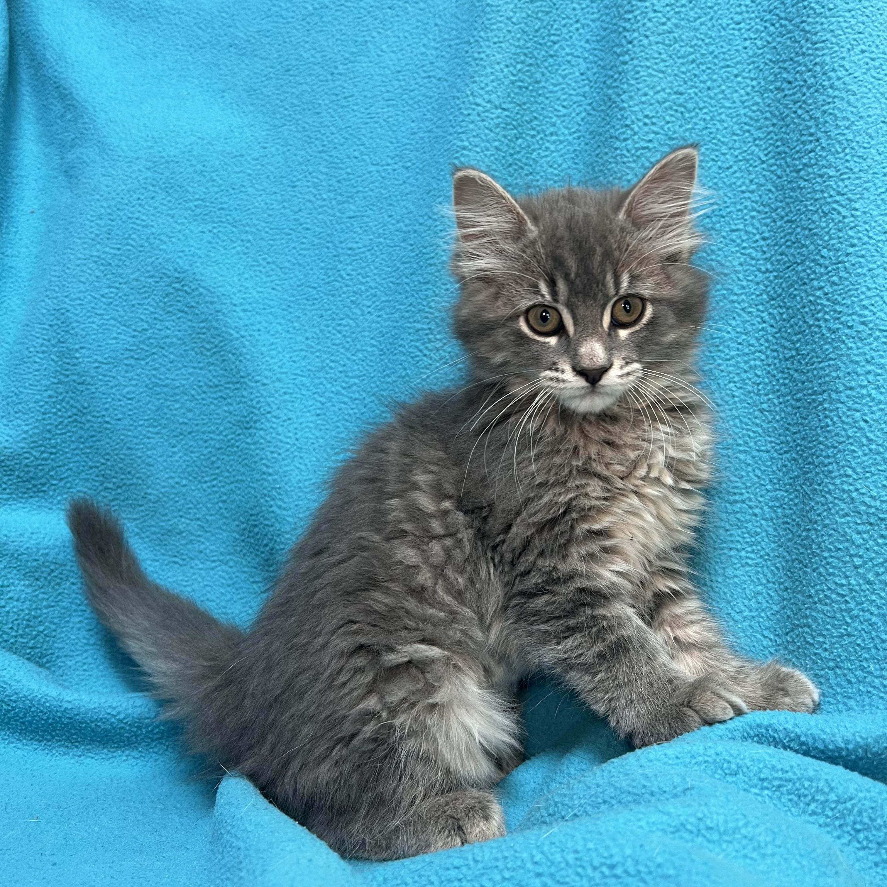 Jasmin - At PetSmart in Mankato, a ADOPTABLE Domestic Long Hair in Fairmont, MN image 4/6
