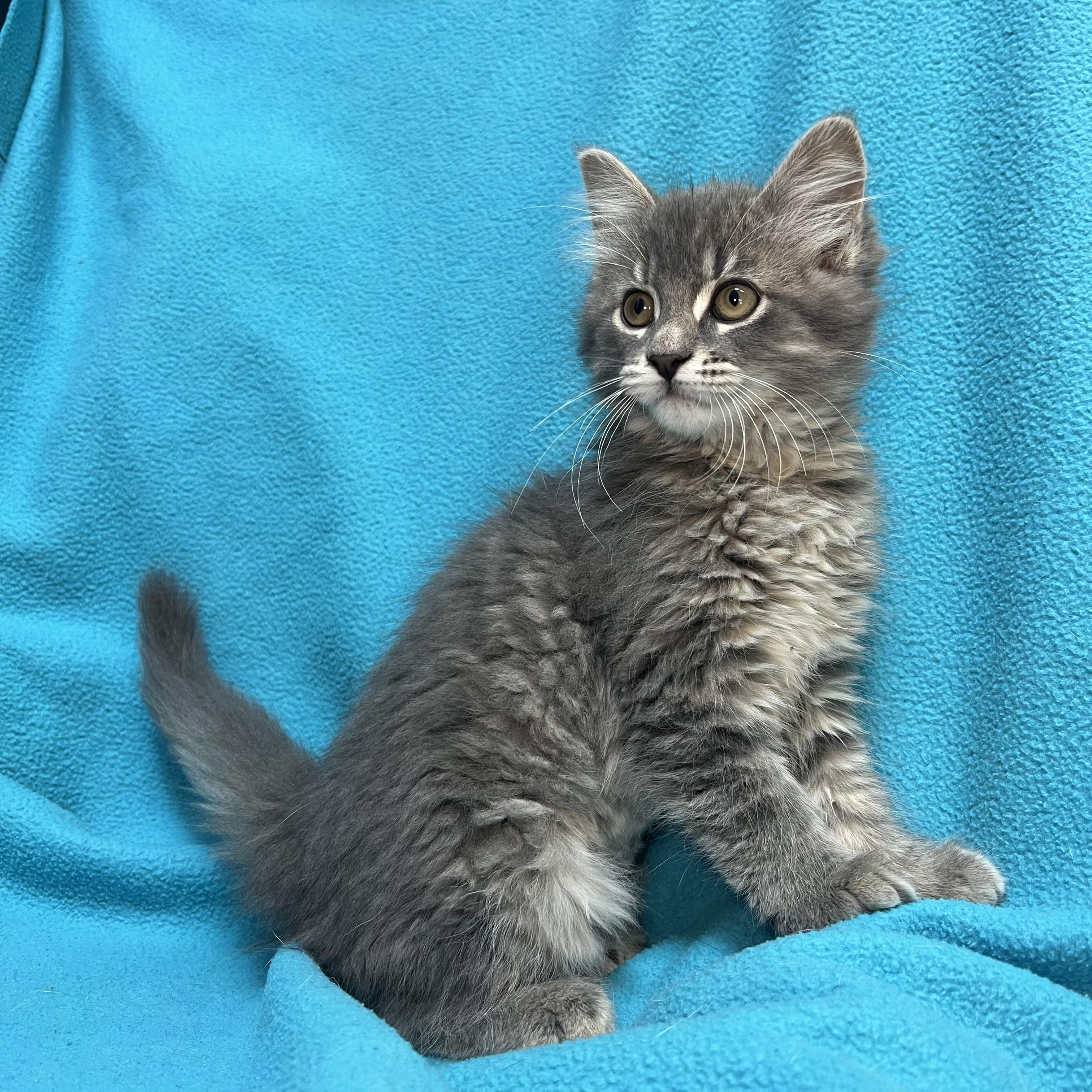 Jasmin - At PetSmart in Mankato, a ADOPTABLE Domestic Long Hair in Fairmont, MN image 5/6