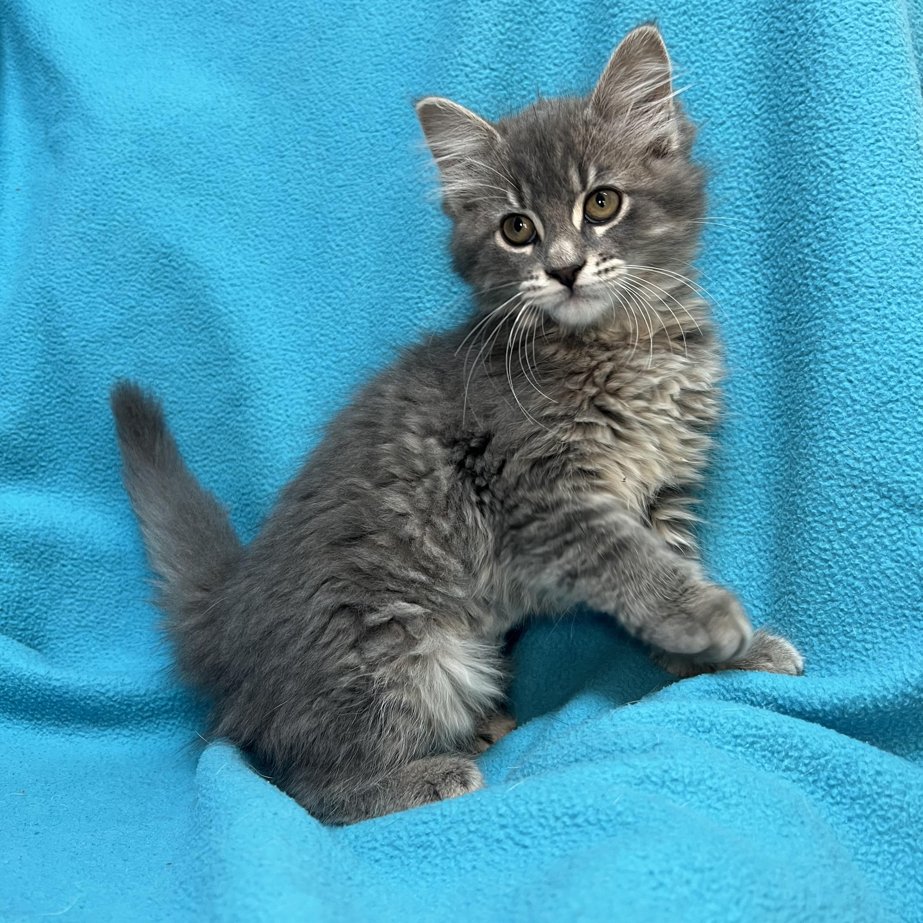 Jasmin - At PetSmart in Mankato, a ADOPTABLE Domestic Long Hair in Fairmont, MN image 2/6