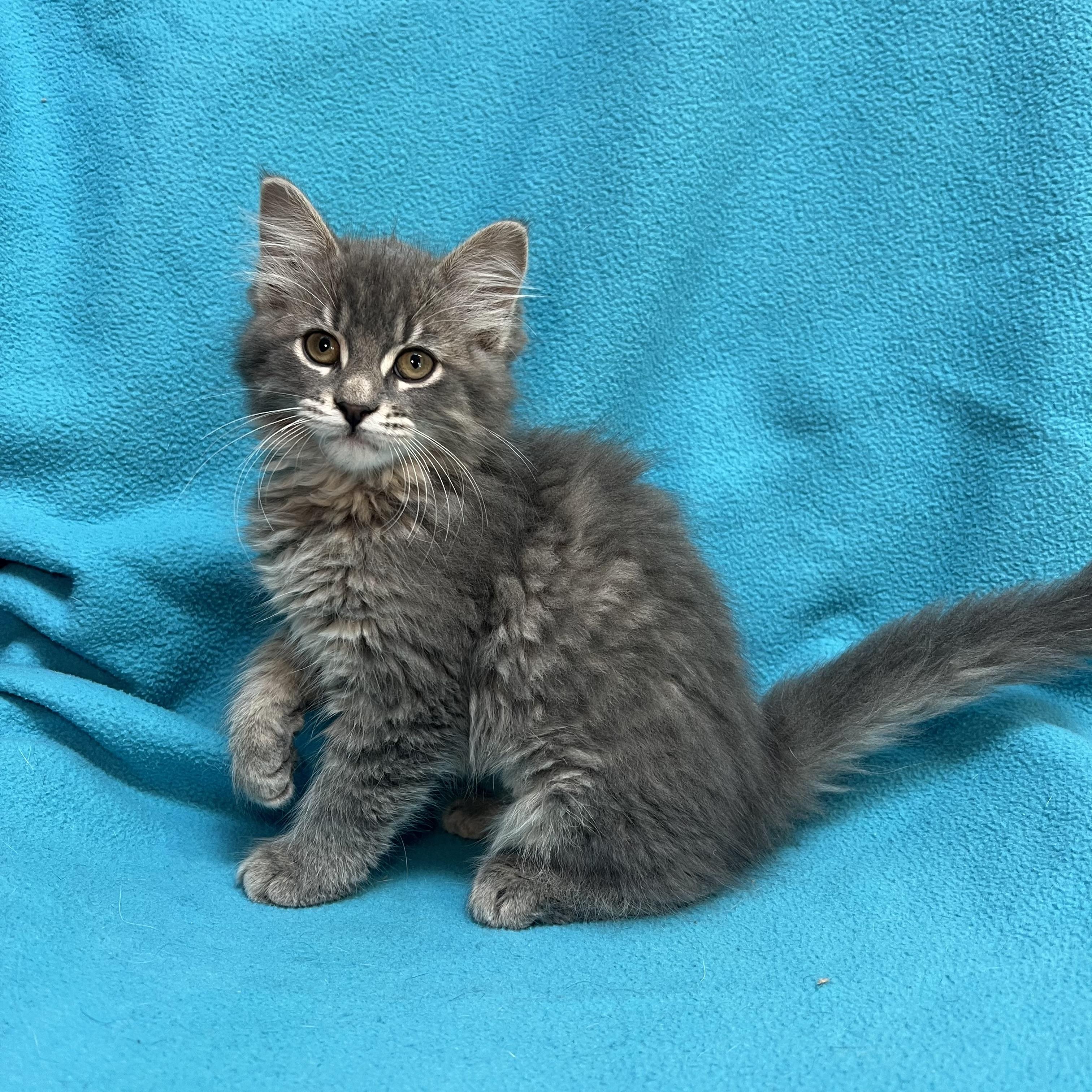 Jasmin - At PetSmart in Mankato, a ADOPTABLE Domestic Long Hair in Fairmont, MN image 1/6