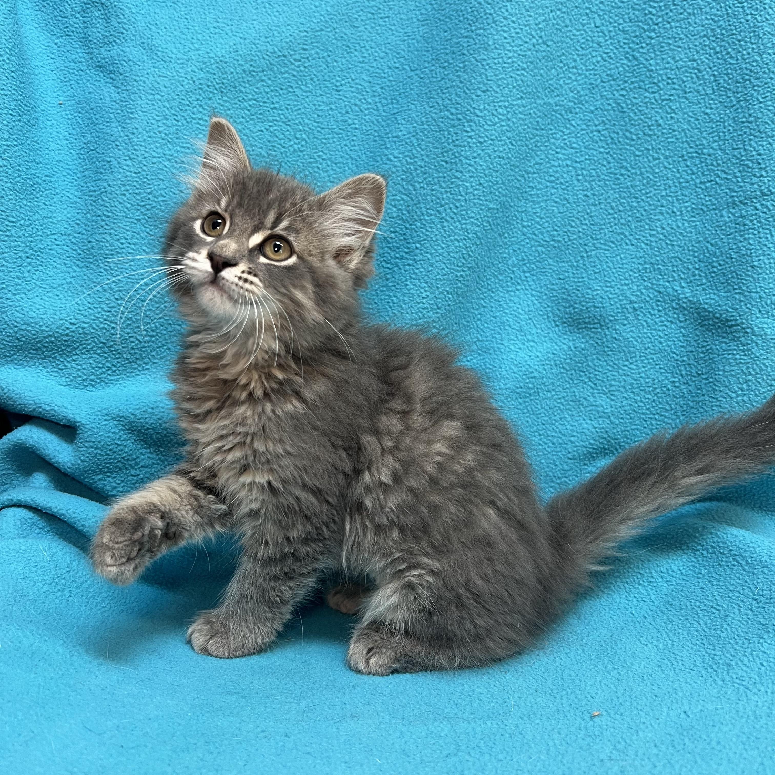 Jasmin - At PetSmart in Mankato, a ADOPTABLE Domestic Long Hair in Fairmont, MN image 6/6