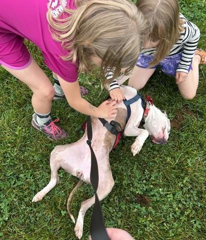 Viola — thumbnail 2