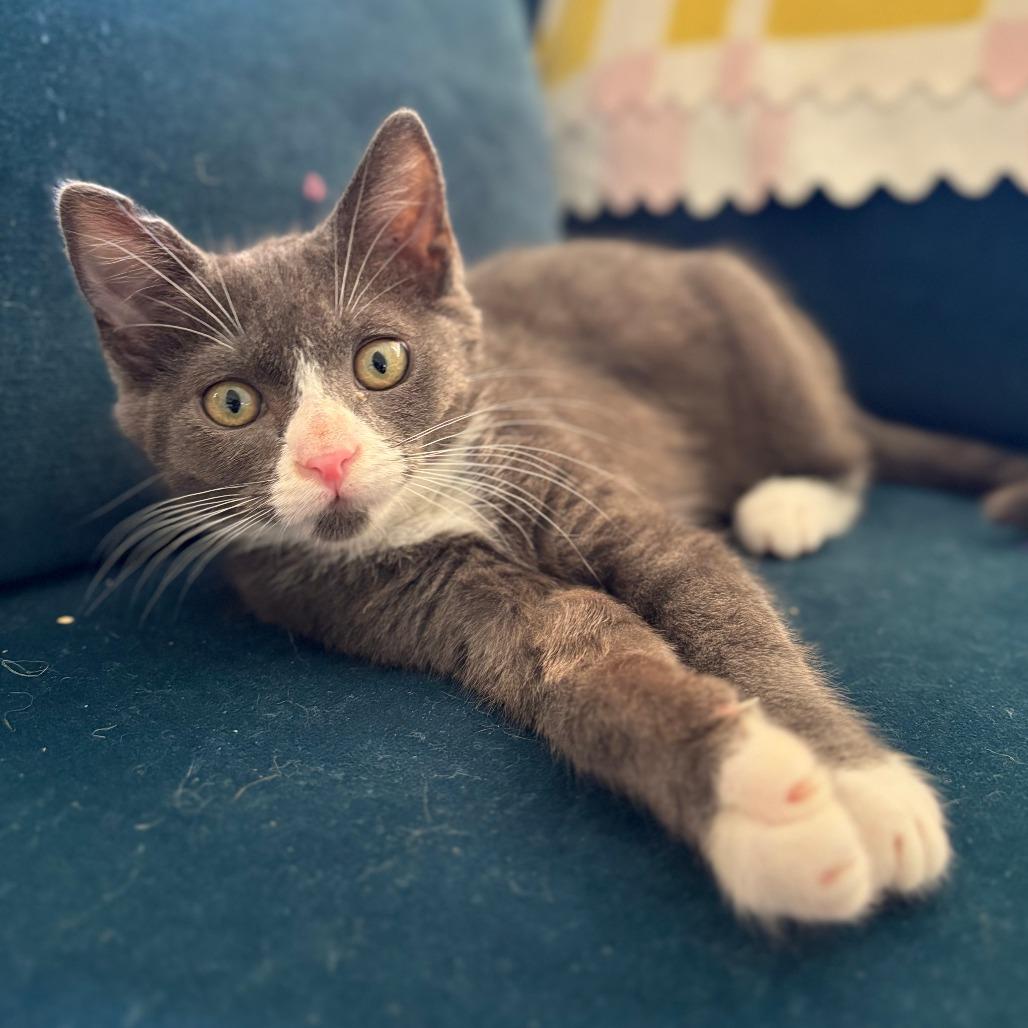 Mittens — thumbnail 4