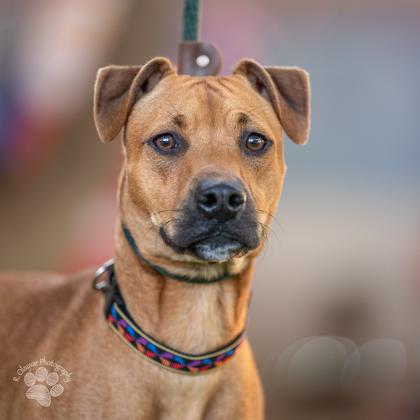 Enlarge Mahealani, a Adoptable mixed breed in Honolulu, HI image 1/3