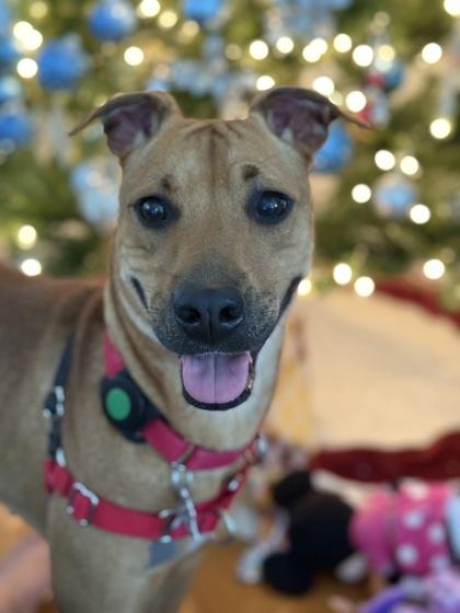 Enlarge Mahealani, a Adoptable mixed breed in Honolulu, HI image 2/3