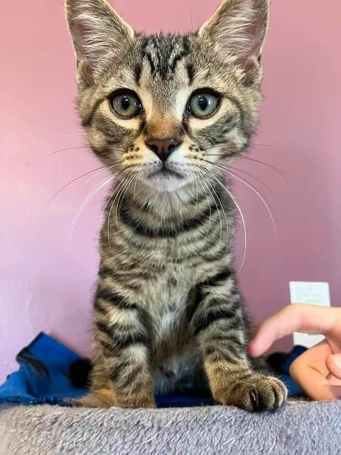 Tumble, Adoptable, Young Male Domestic Short Hair.