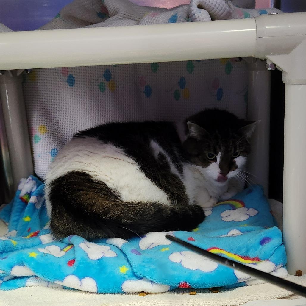 Meepers, Adoptable, Senior Female Domestic Short Hair.