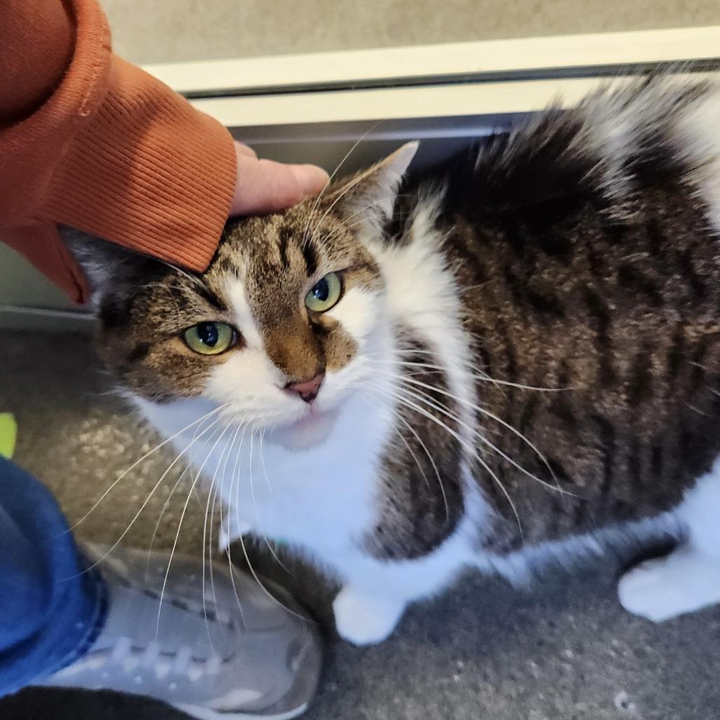 Enlarge Meepers, a Adoptable Domestic Short Hair in Grand Rapids, MI image 2/4