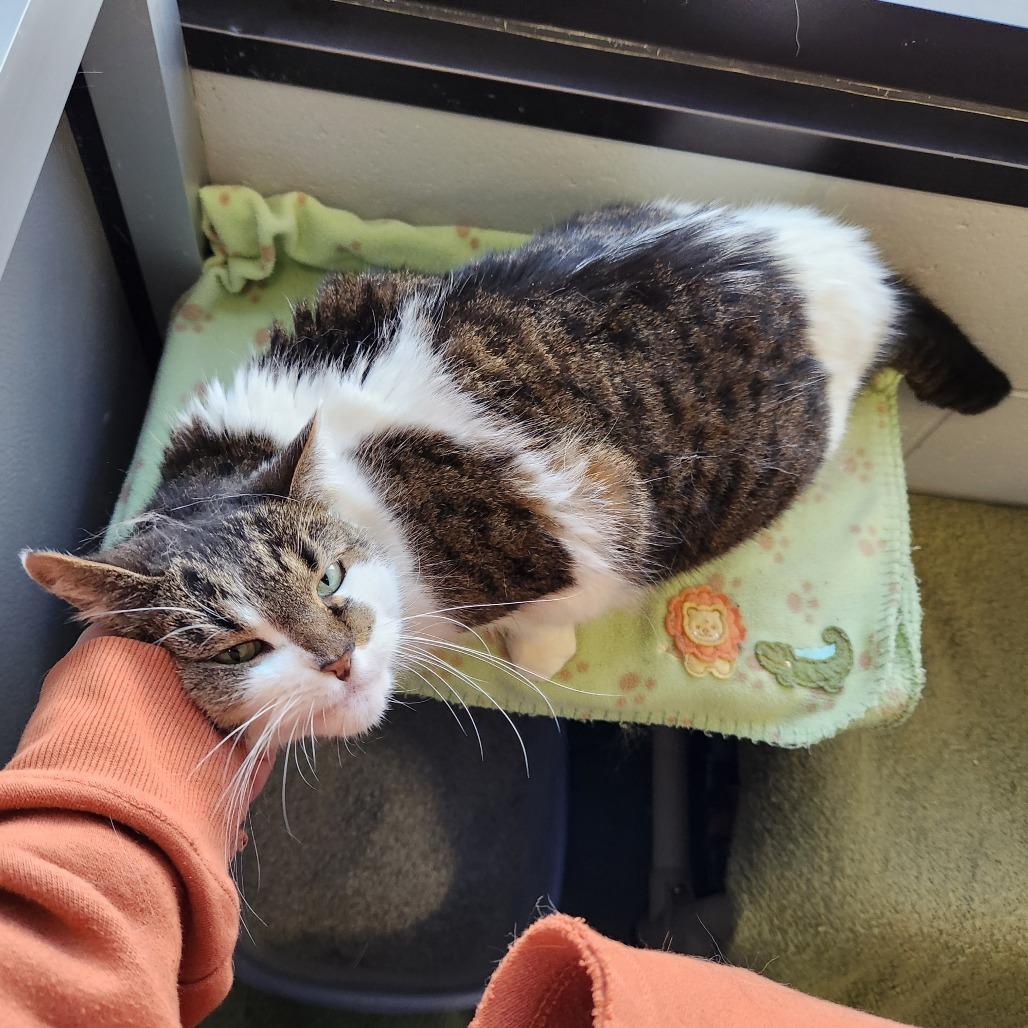 Enlarge Meepers, a Adoptable Domestic Short Hair in Grand Rapids, MI image 3/4