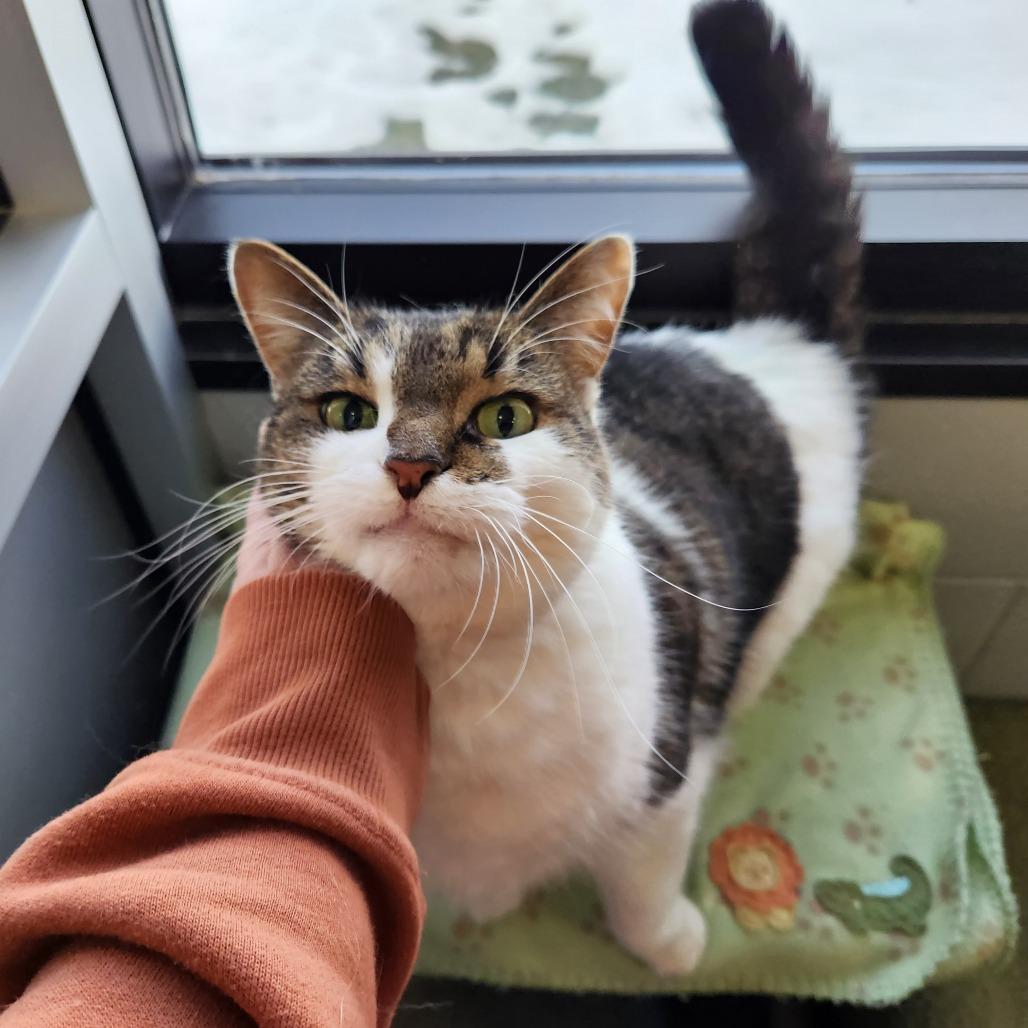 Enlarge Meepers, a Adoptable Domestic Short Hair in Grand Rapids, MI image 4/4