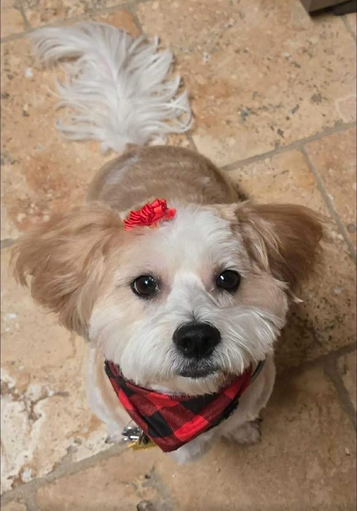 Enlarge Dolly, a Adoptable mixed breed in Scranton, PA image 1/1