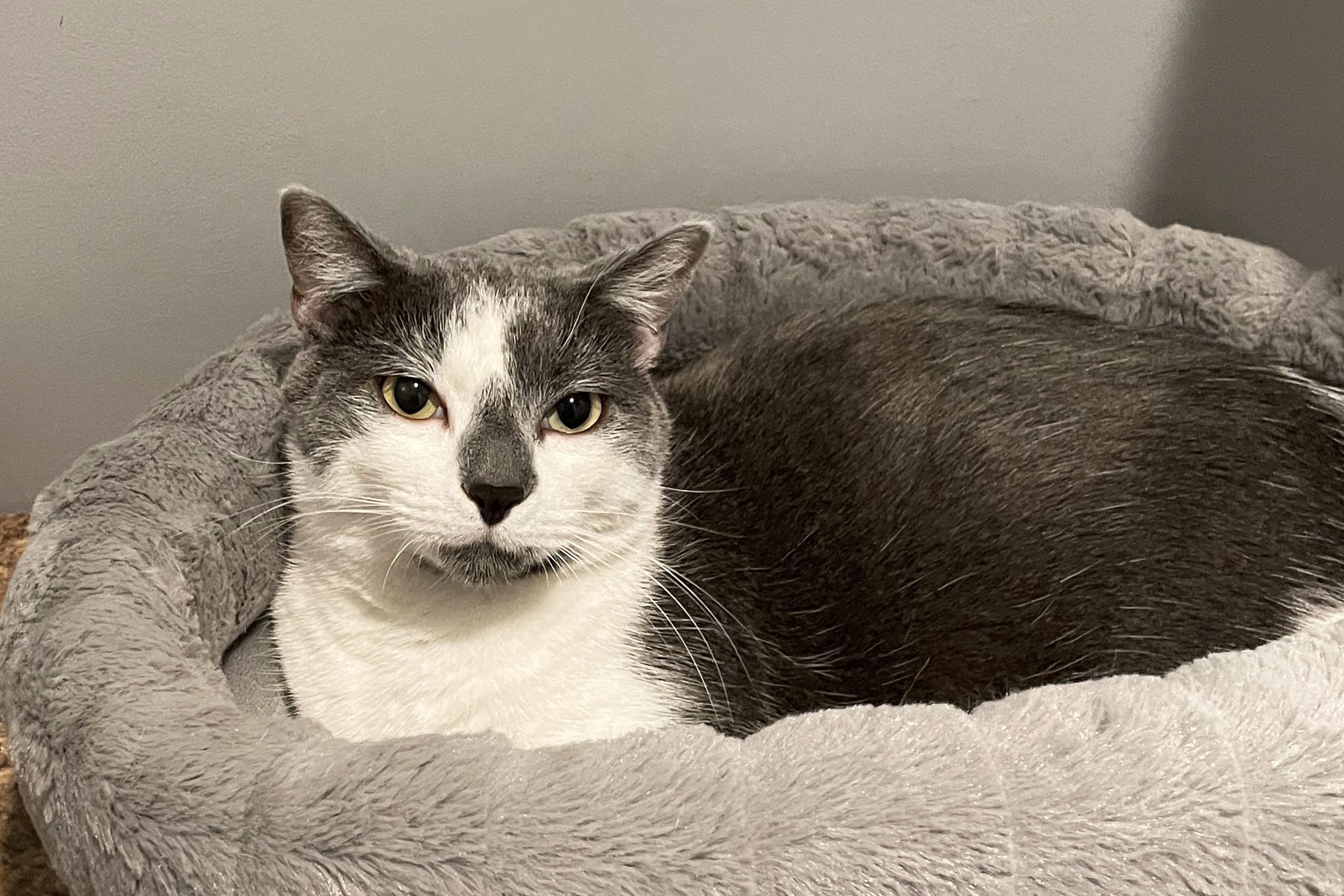 Lavender, Adoptable, Young Female Domestic Short Hair.