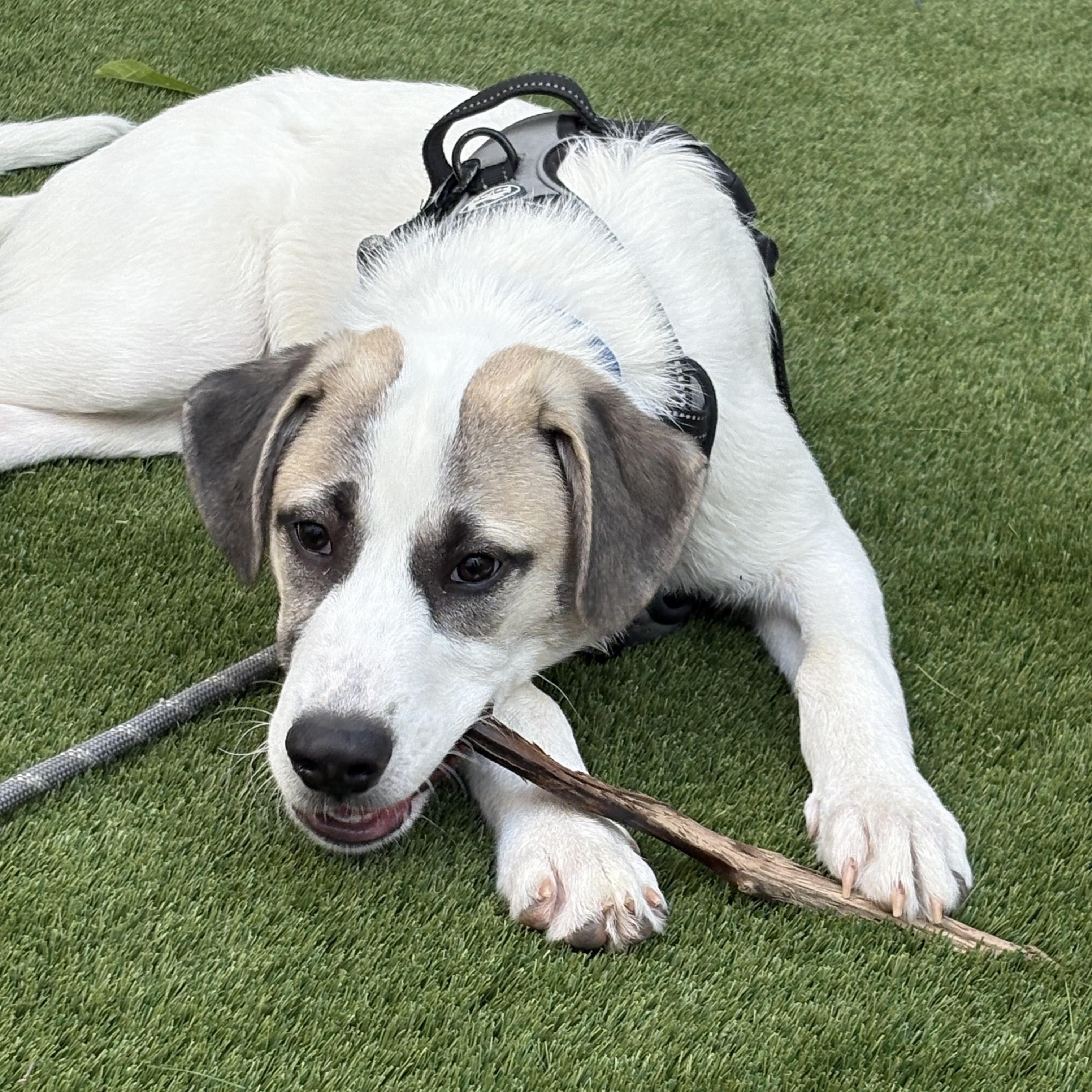 Scout