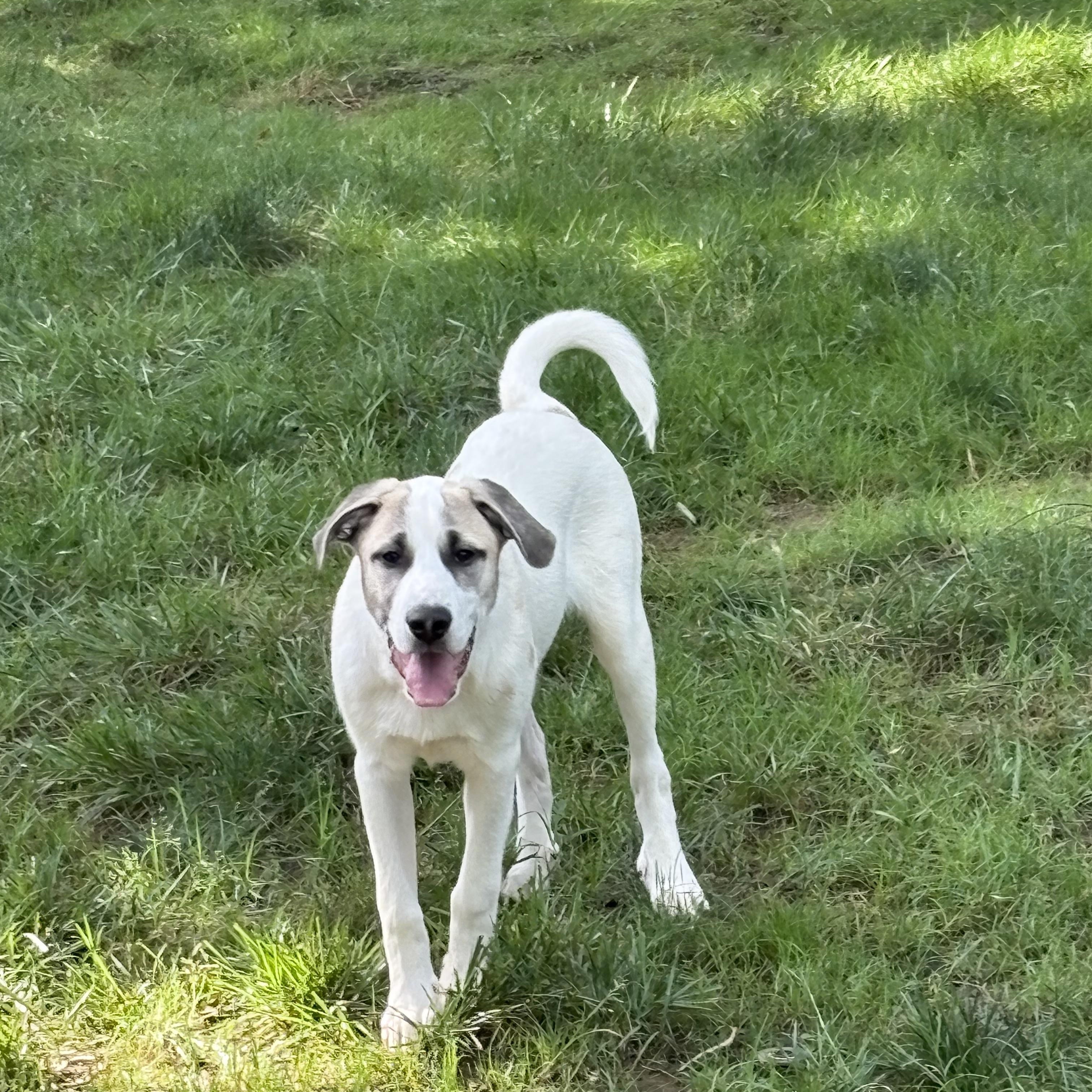 Scout
