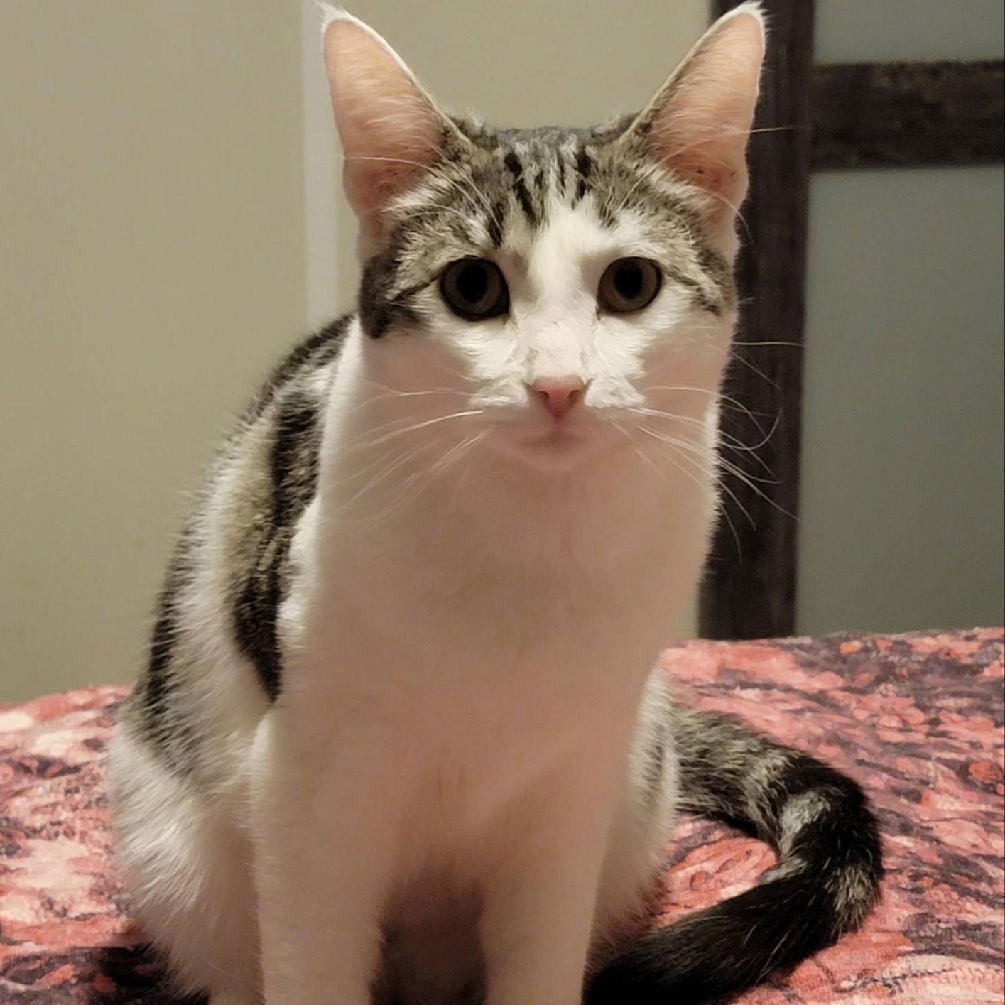 Enlarge Flower (Napa HM), a Adoptable Domestic Short Hair in Napa, CA image 1/2