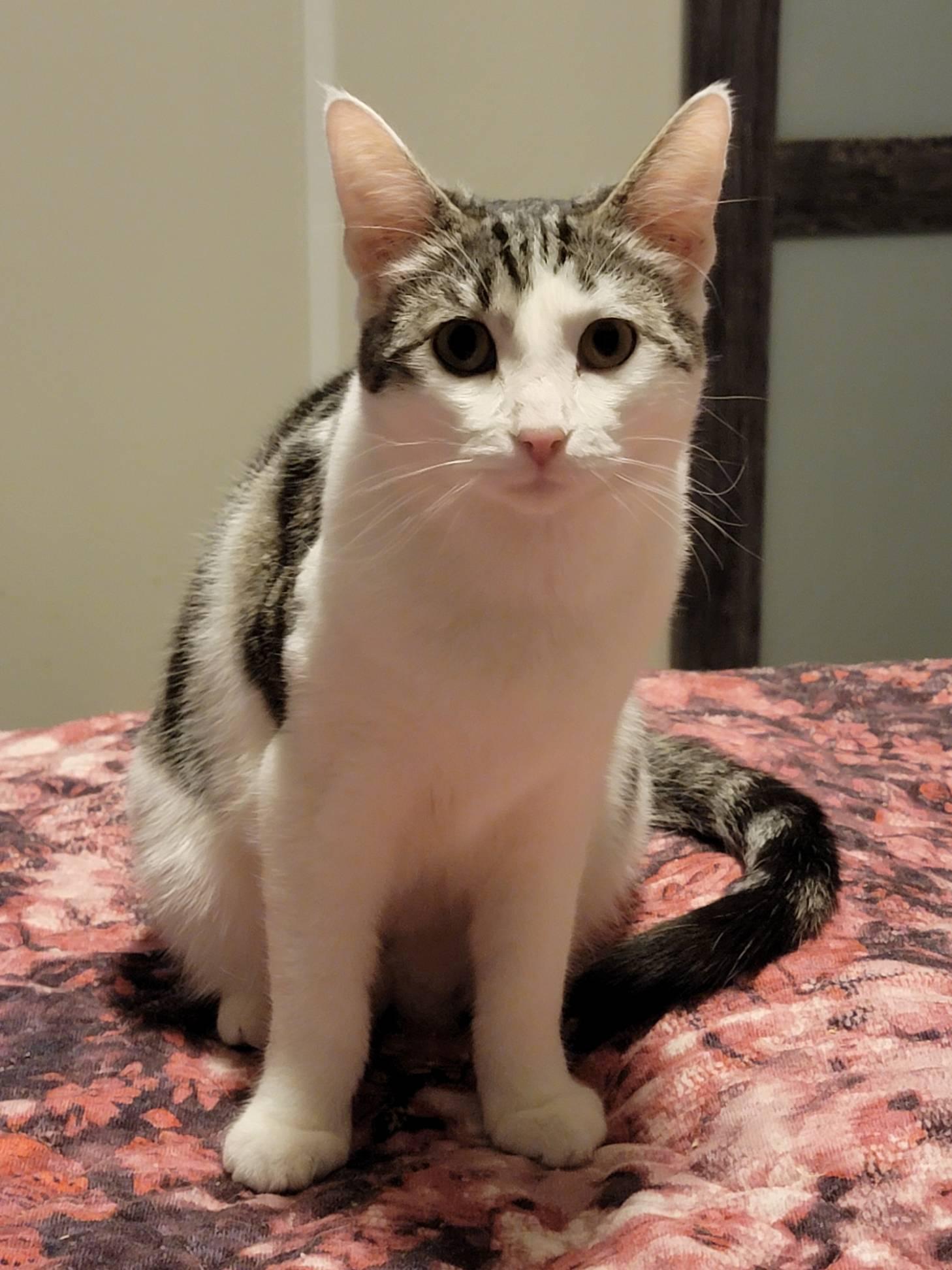 Enlarge Flower (Napa HM), a Adoptable Domestic Short Hair in Napa, CA image 2/2