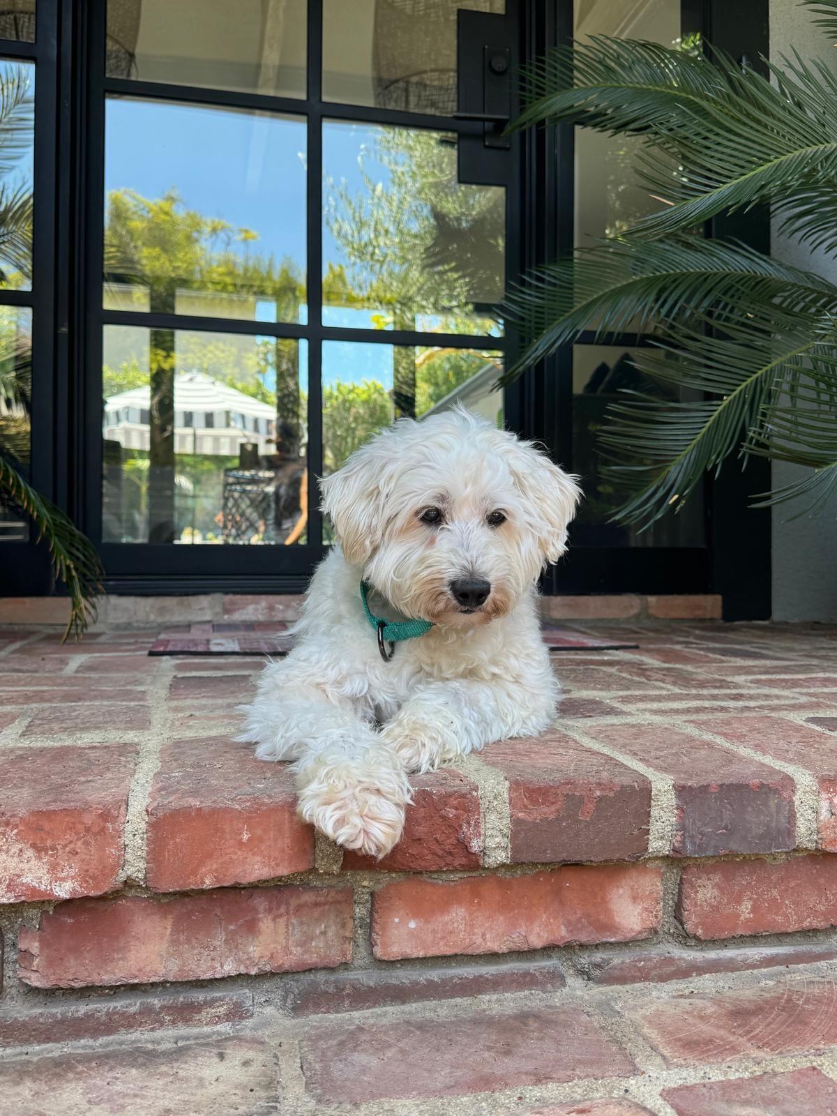 Enlarge Freddy, a Adoptable Poodle in Los Angeles, CA image 5/6