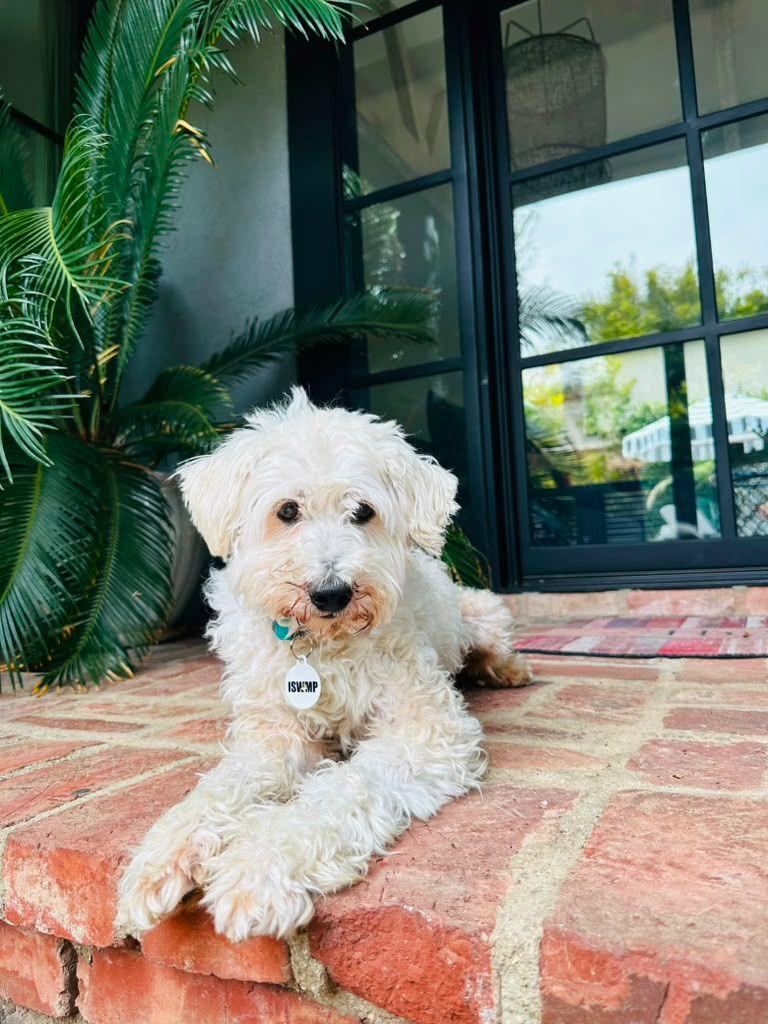 Enlarge Freddy, a Adoptable Poodle in Los Angeles, CA image 3/6