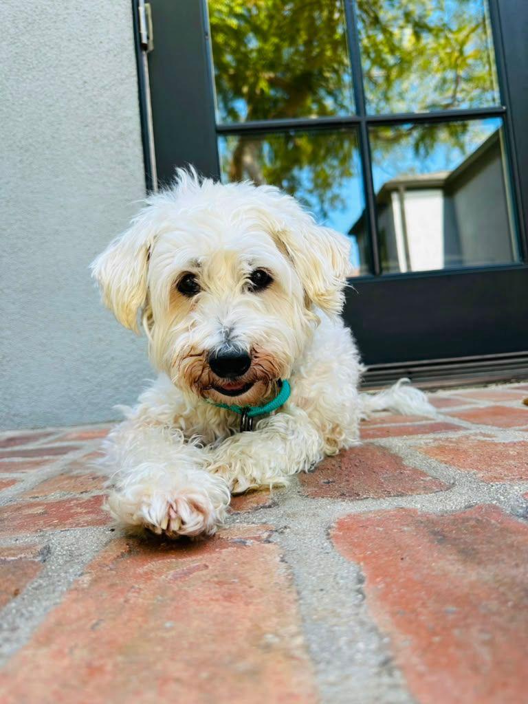Freddy, ADOPTABLE, Senior Male Poodle.