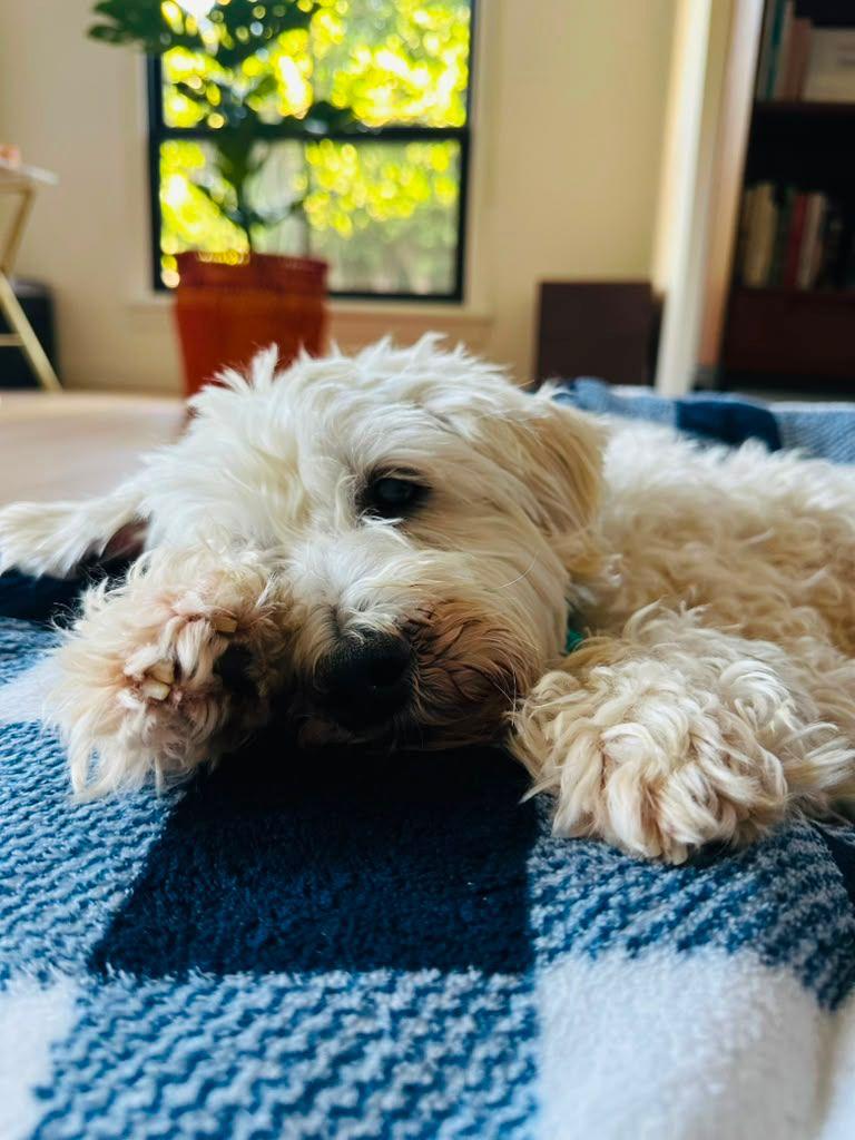 Enlarge Freddy, a Adoptable Poodle in Los Angeles, CA image 6/6