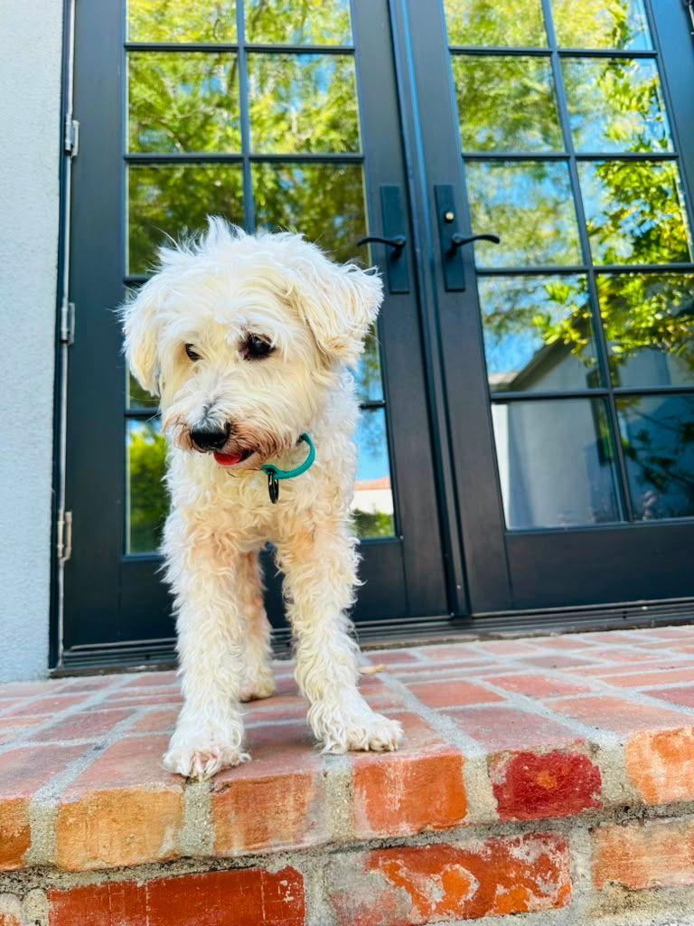 Enlarge Freddy, a Adoptable Poodle in Los Angeles, CA image 2/6