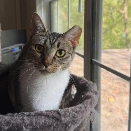 Sony, a Adoptable mixed breed in Fort Oglethorpe, GA image 2/6