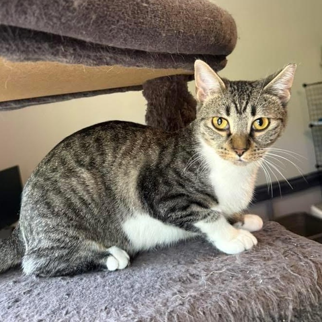 Sony, a Adoptable mixed breed in Fort Oglethorpe, GA image 5/6