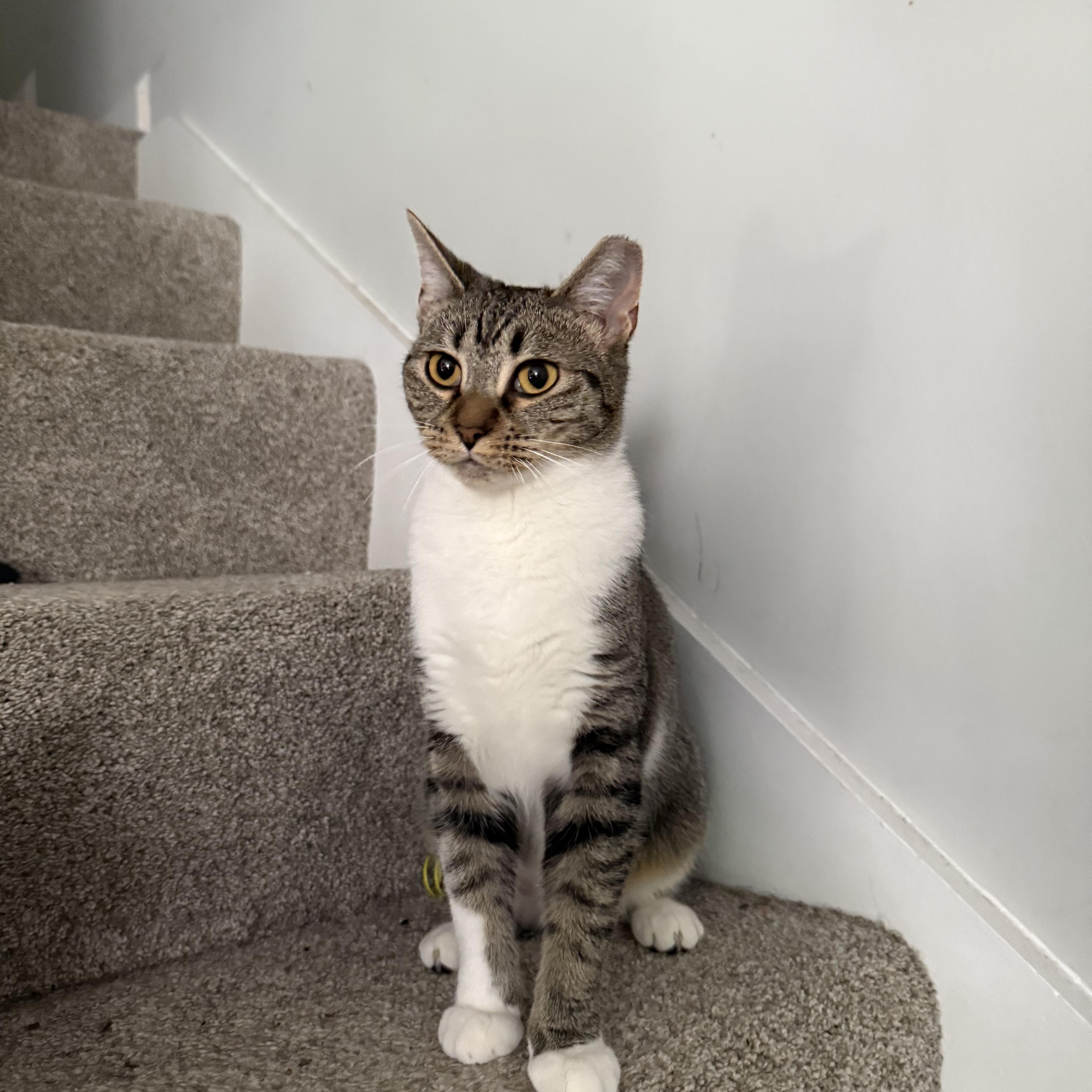 Sony, a Adoptable mixed breed in Fort Oglethorpe, GA image 4/6