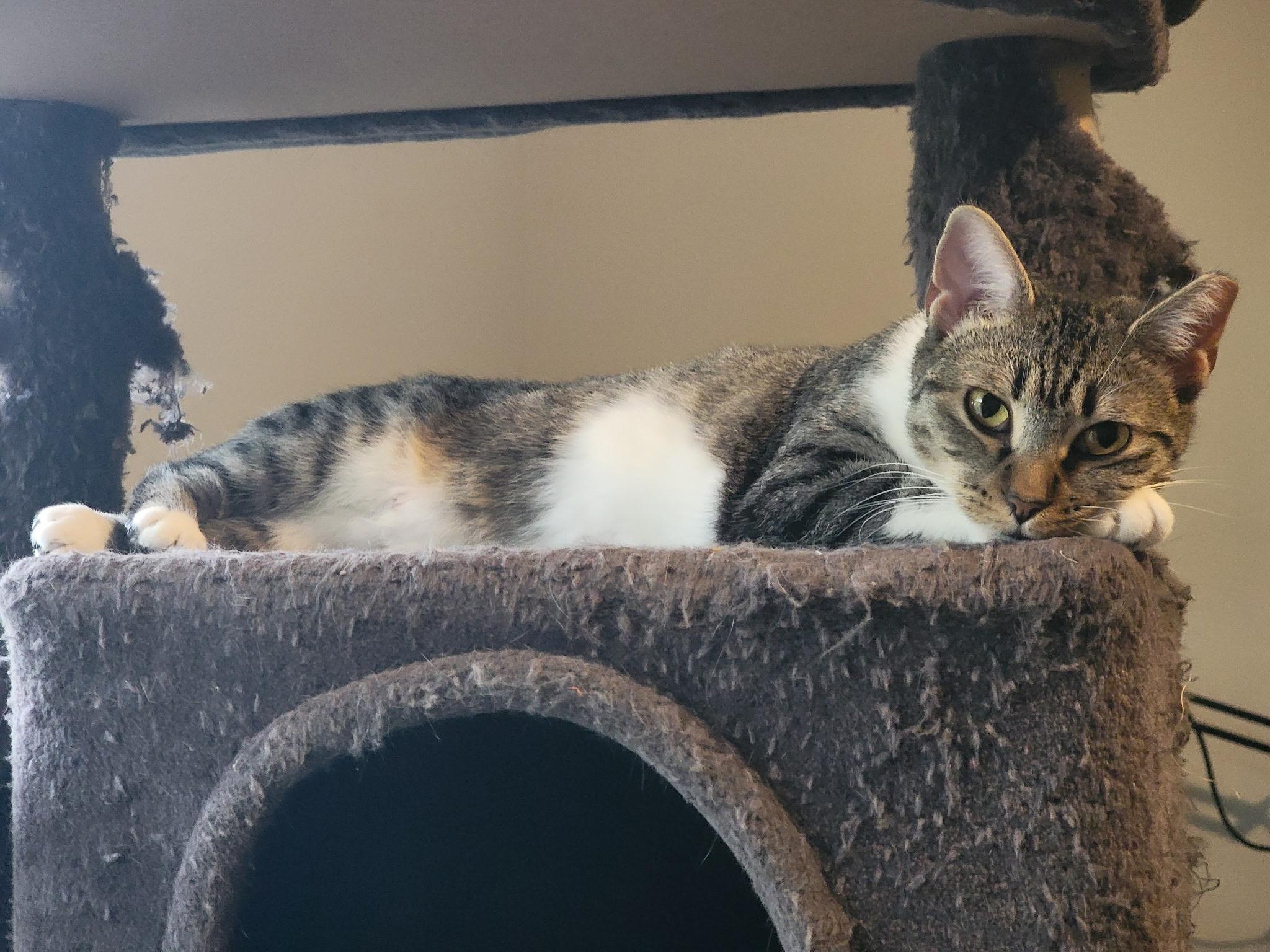 Sony, a Adoptable mixed breed in Fort Oglethorpe, GA image 6/6