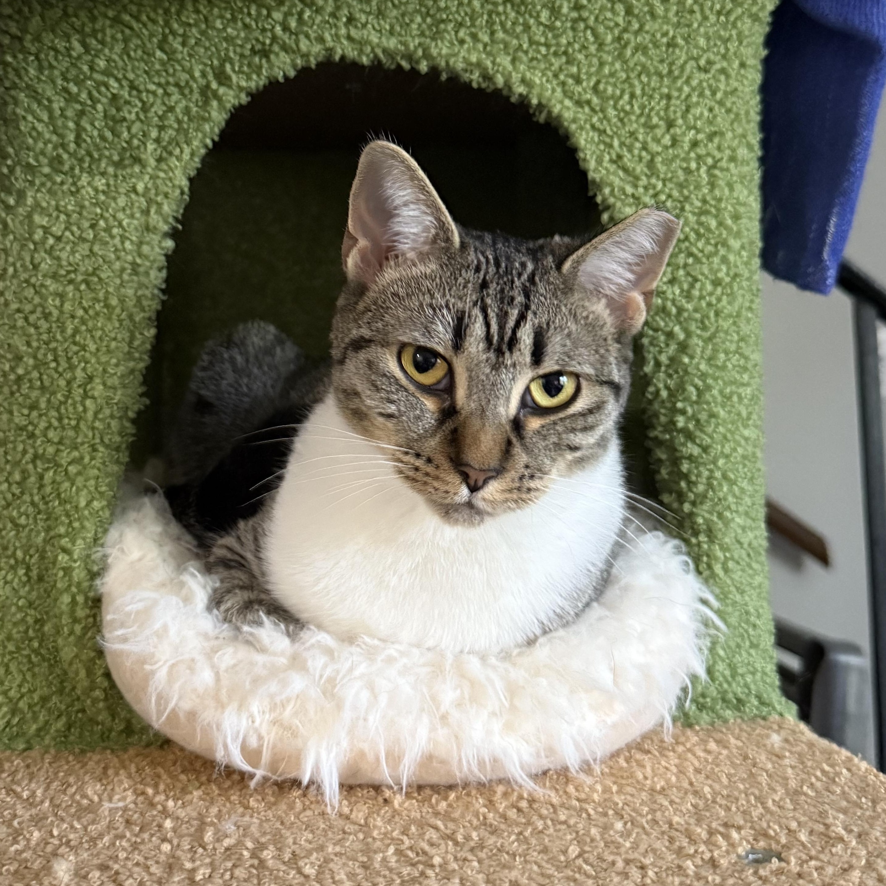 Sony, a Adoptable mixed breed in Fort Oglethorpe, GA image 3/6