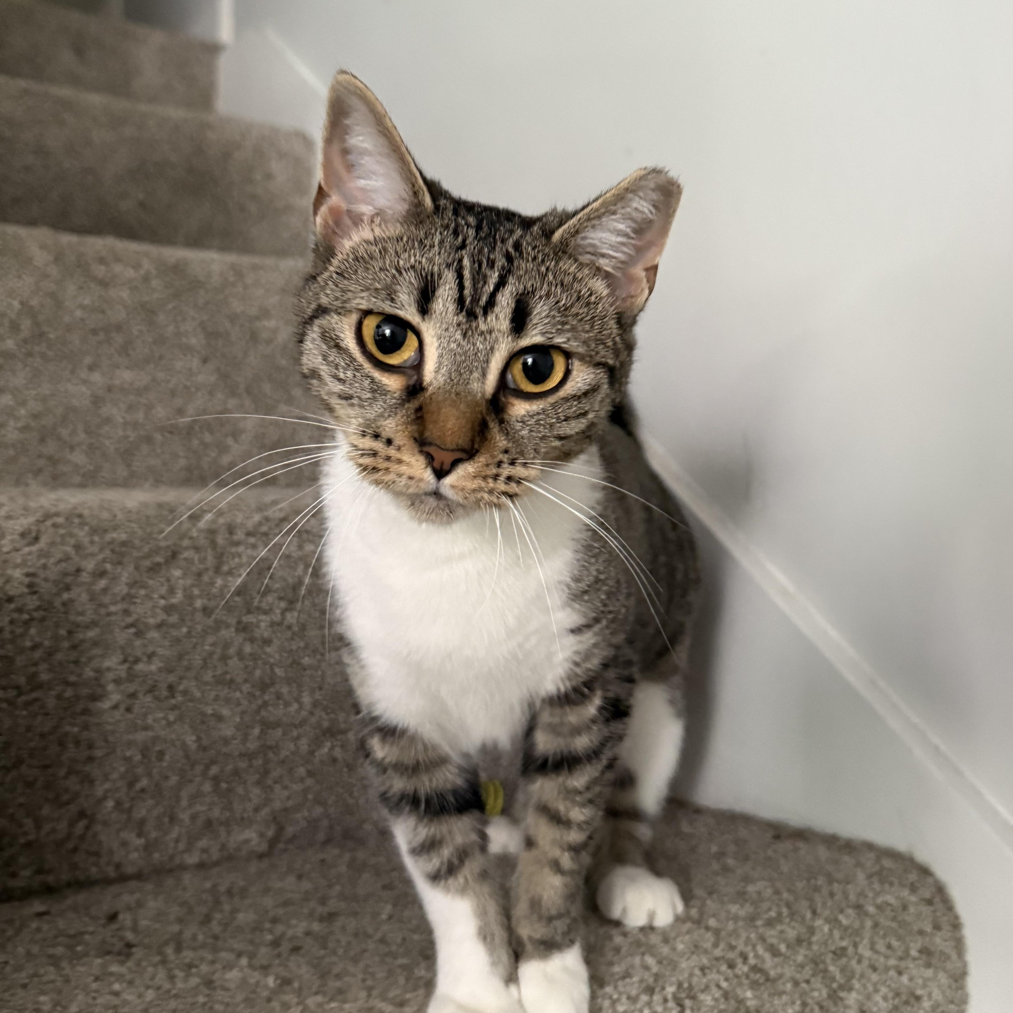 Sony, Adoptable, Adult Female Domestic Short Hair.