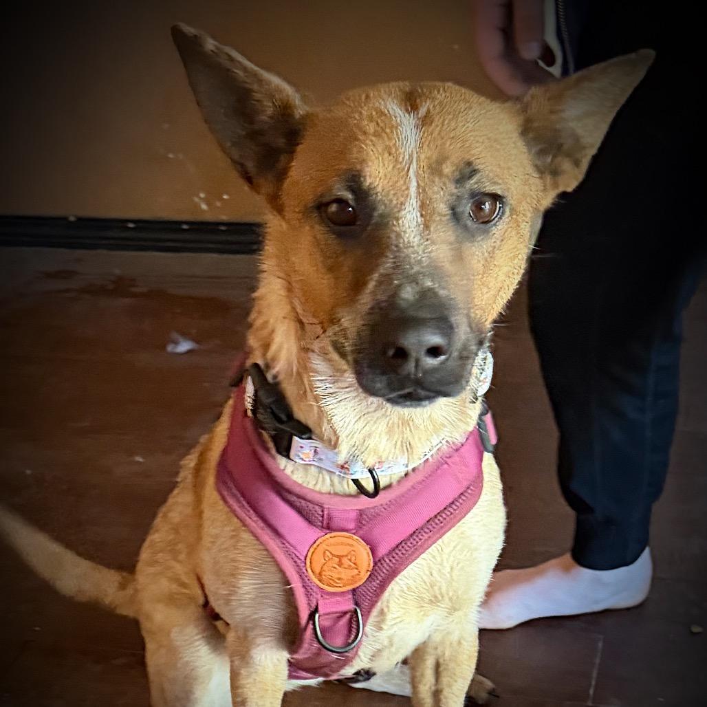 Tori, Adoptable, Adult Female Cattle Dog & Mixed Breed.