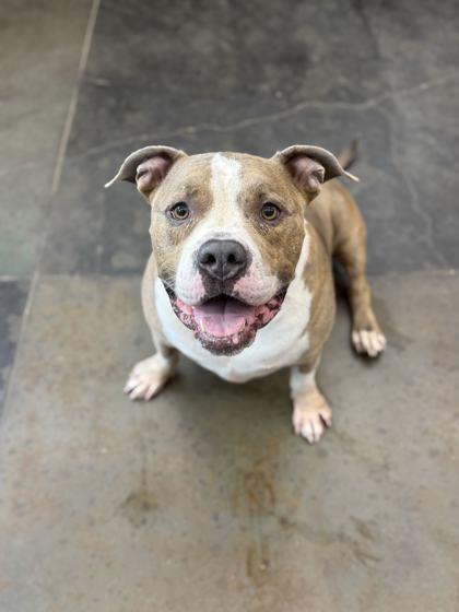 Zeke, Adoptable, Adult Male Mixed Breed & Mixed Breed.
