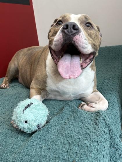 Zeke, a Adoptable mixed breed in Memphis, TN image 2/3
