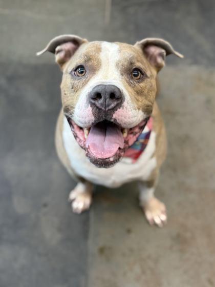 Zeke, a Adoptable mixed breed in Memphis, TN image 3/3