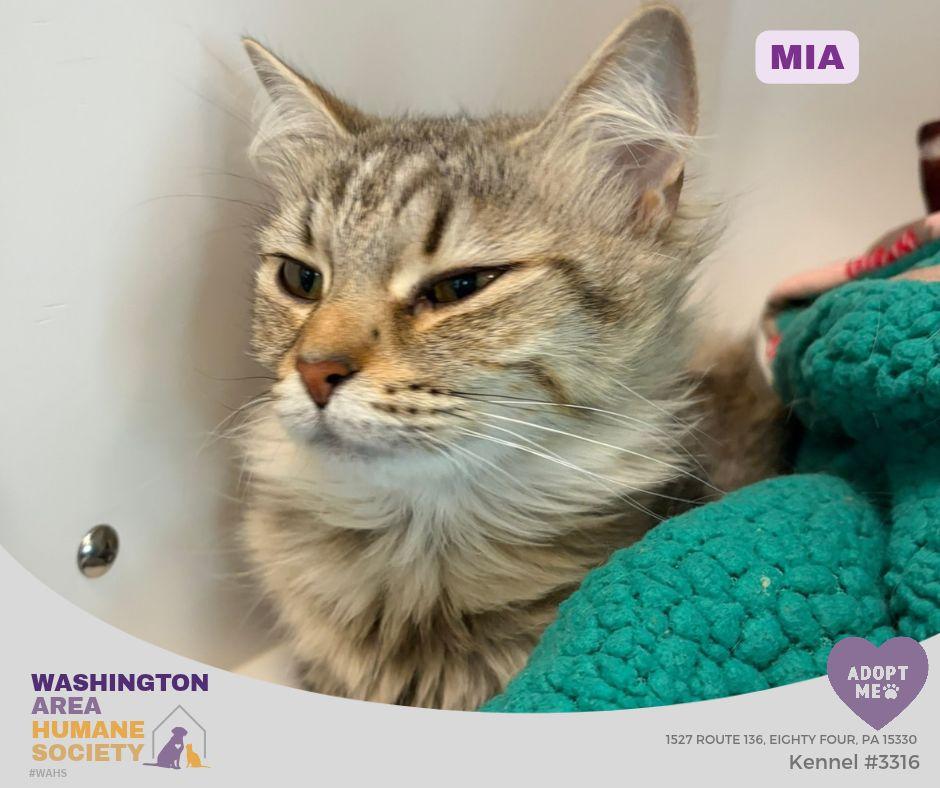 Enlarge Mia, a Adoptable mixed breed in Eighty Four, PA image 1/1