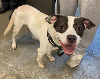 Arnold, Adoptable, Adult Male Pit Bull Terrier & Mixed Breed.