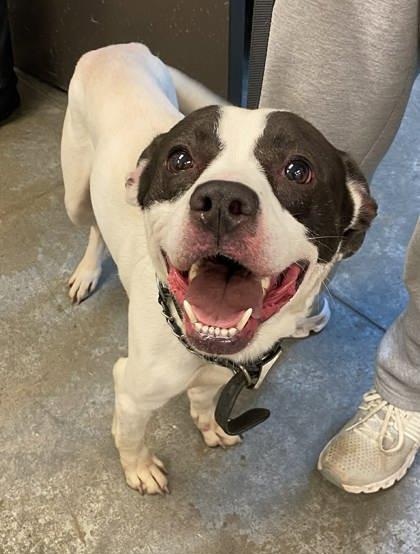 Enlarge Arnold, a Adoptable mixed breed in Bowling Green, KY image 2/3