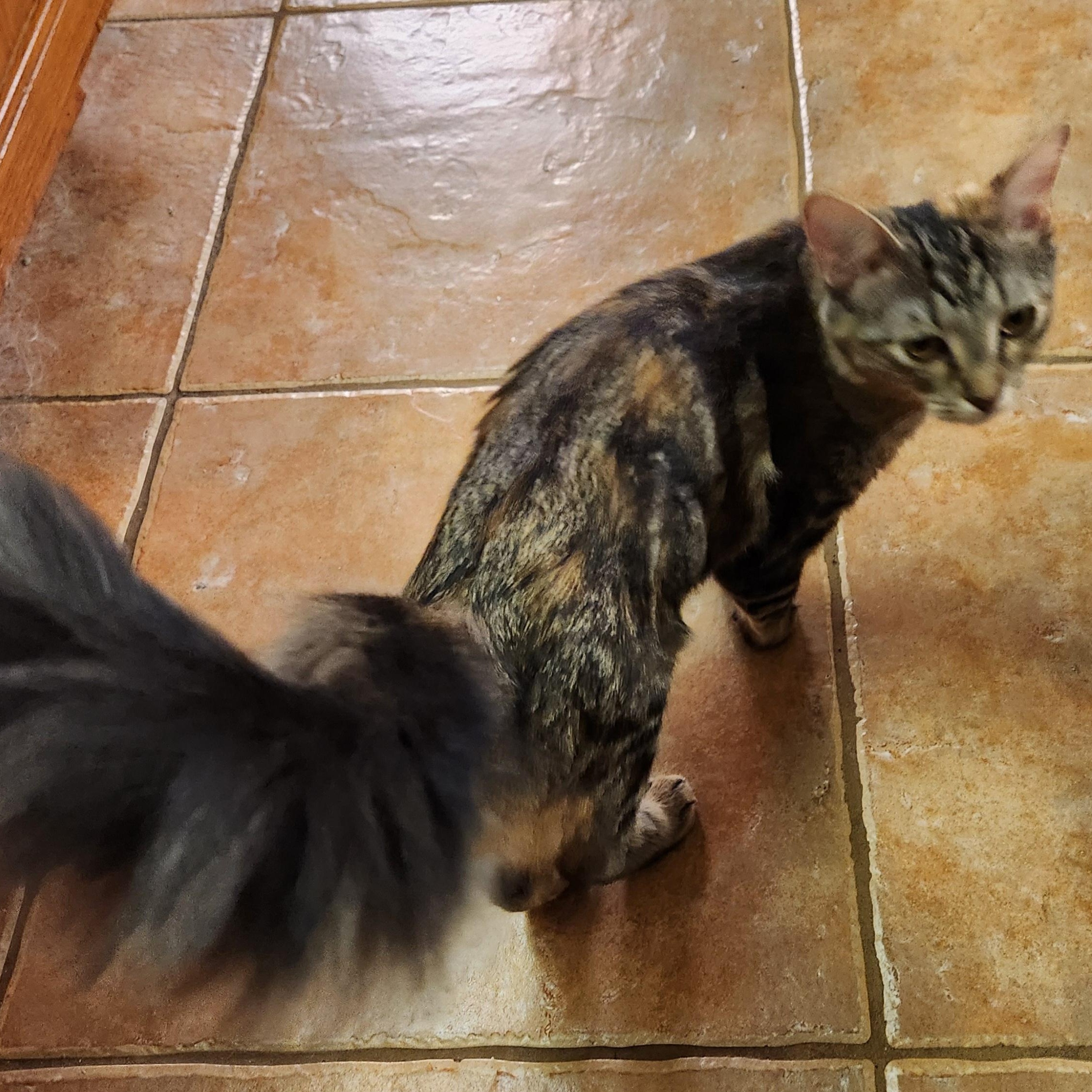 Enlarge Rose, a Adoptable mixed breed in Magnolia, TX image 2/3