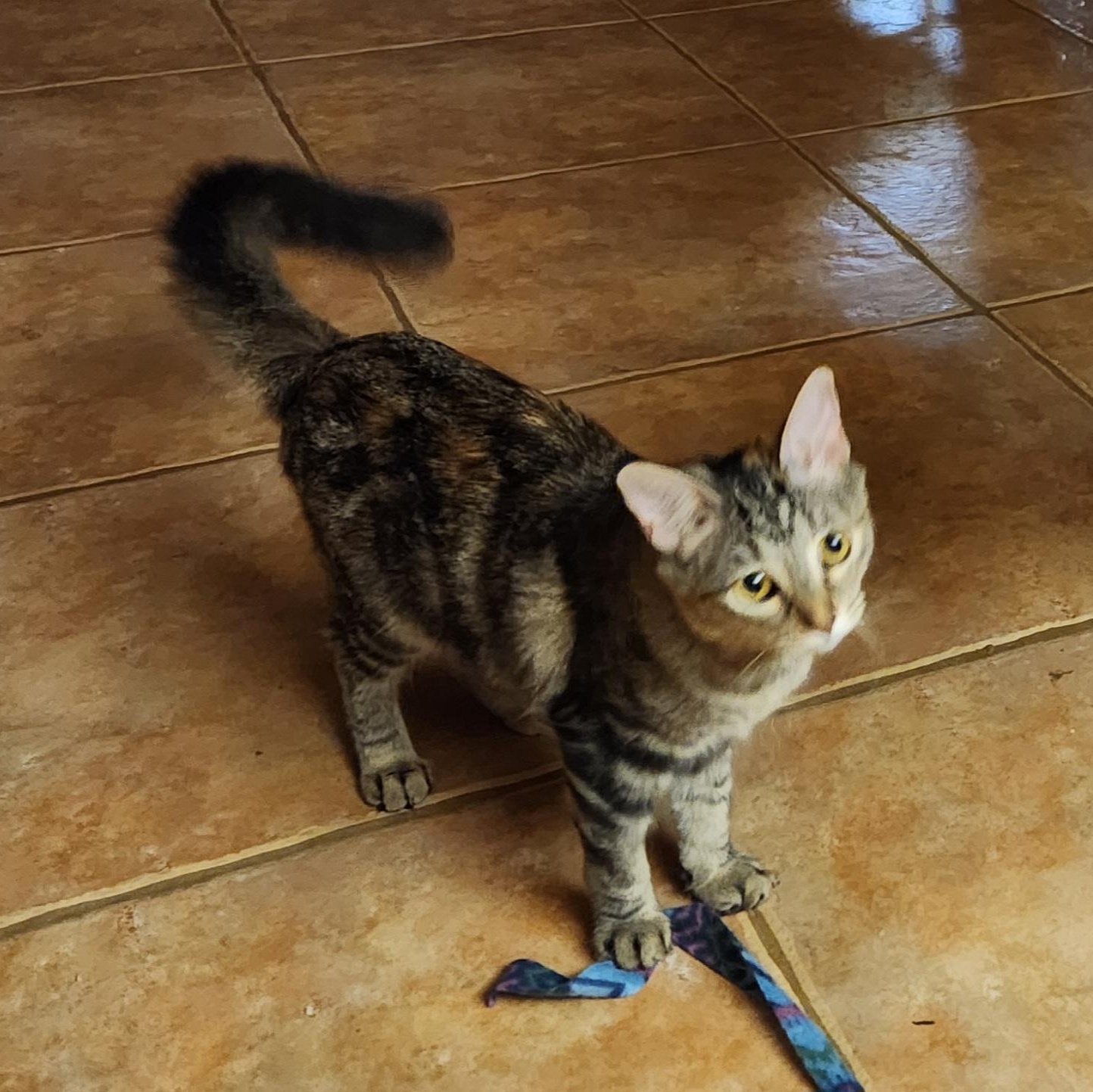 Rose, Adoptable, Young Female Tortoiseshell & Domestic Medium Hair.