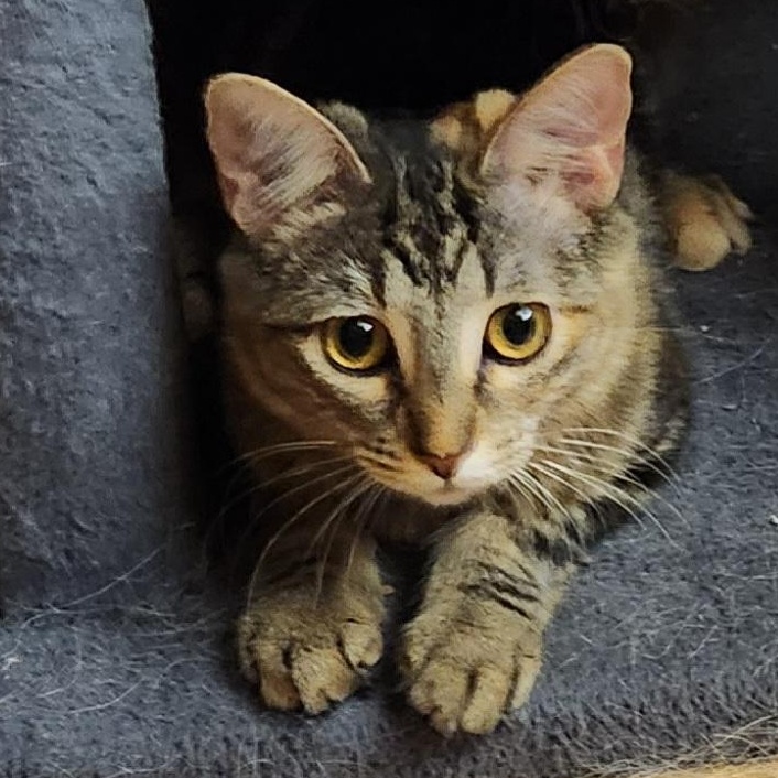 Rose, Young Female Tortoiseshell