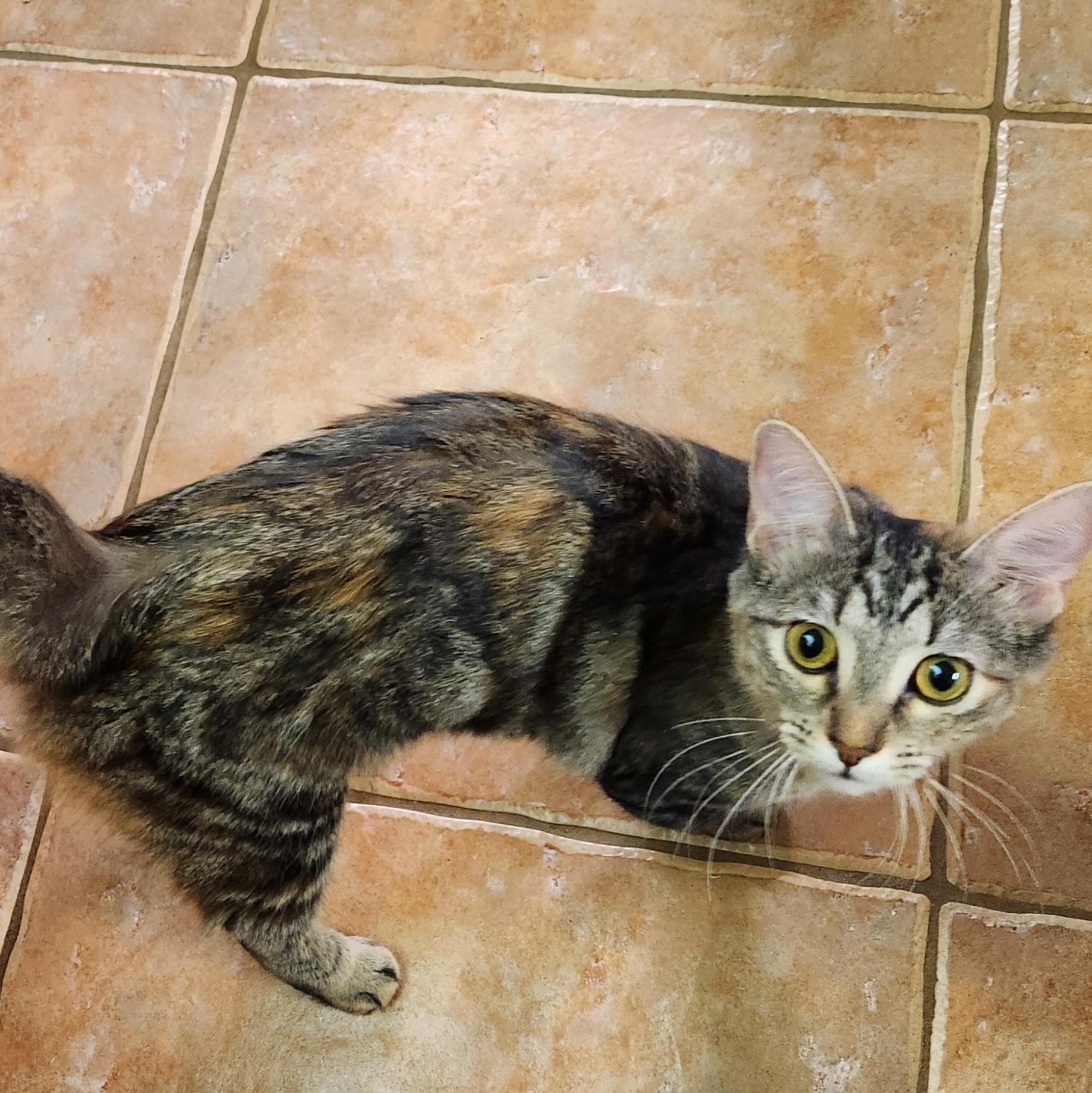 Enlarge Rose, a Adoptable mixed breed in Magnolia, TX image 3/3