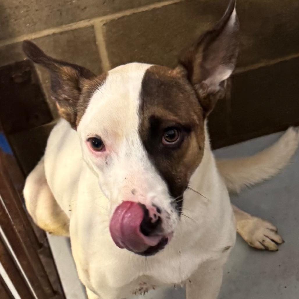 Alex, Adoptable, Adult Male Jack Russell Terrier.