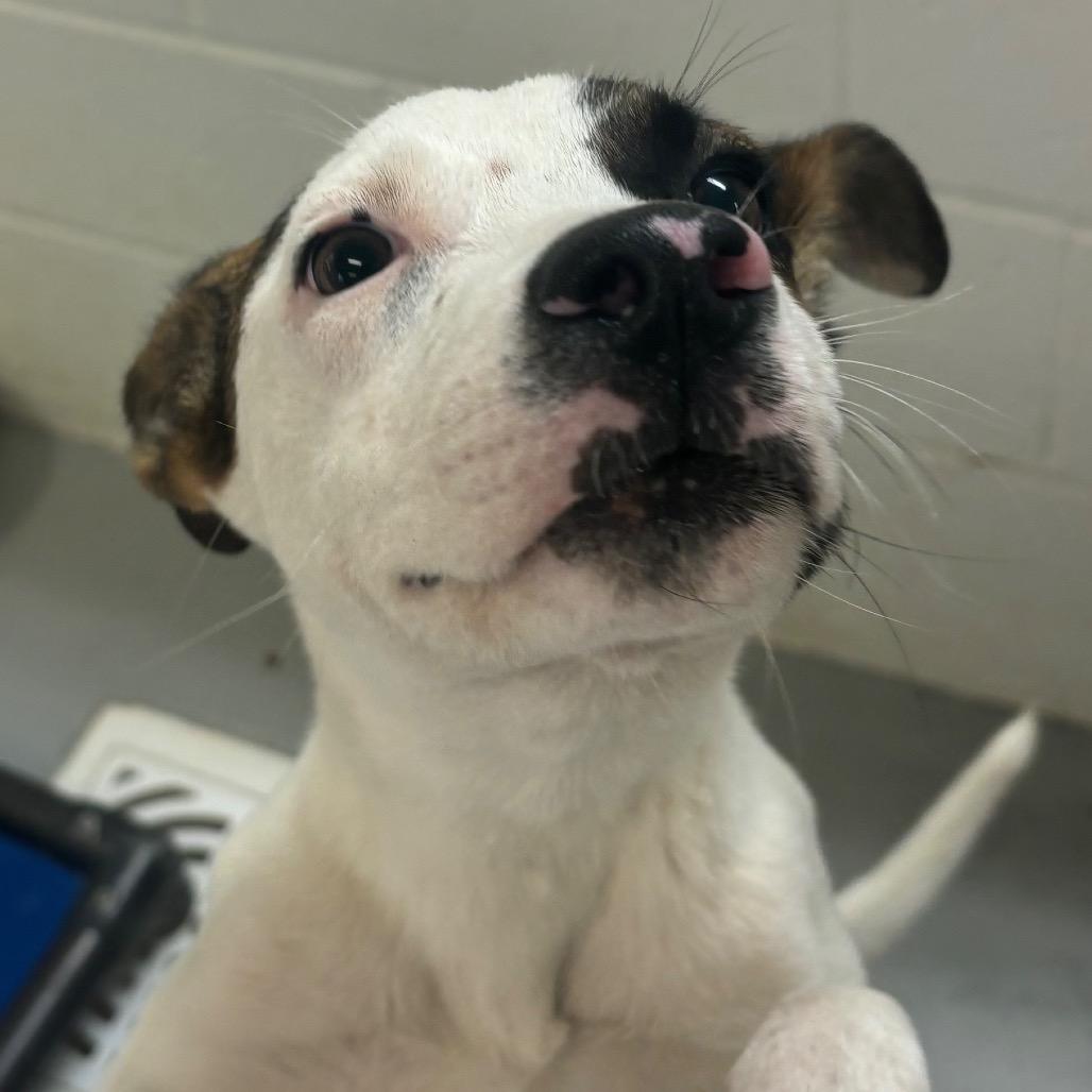Enlarge Alex, a Adoptable Jack Russell Terrier in Clarksdale, MS image 2/2